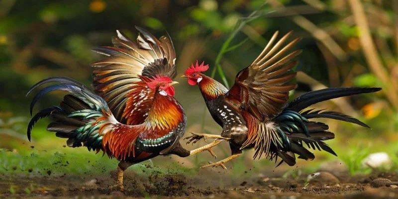 Những lý do bạn nên tham gia đá gà 8kbet